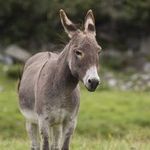 Democrats' Leftward March