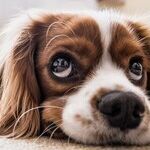 America's Beloved Pets Getting the Shaft Under Team Biden