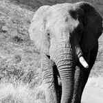 The Elephant in the Room