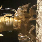 The Brood X Cicada Craze and Lessons We Can Ascertain Regarding Time