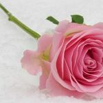 Lessons From a Love Fest on Valentine's Day