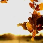 A Wonderful Soul-Stirring Fall Revival