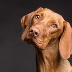 17 Tips to Keep Babies and Pets Safe