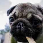 Don't Let Dogs Chew Bones or Tennis Balls