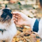 Many Ways to Get Medications Into Cats