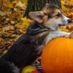 Halloween Candy Scary for Pets
