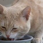 Cats Require Meat-Based Diets