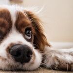 Dog's Cloudy Eyes May Be Normal Aging Change, Not Cataracts