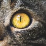 Colorful Reflector in Cat's Eye Enhances Night Vision