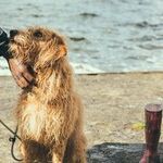 Dogs and Humans Don't Share Cold Viruses