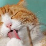 Arthritis Treatment Safe for Cats With Kidney Disease