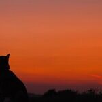 Reward-Based Training More Effective and Humane Than Aversive Training