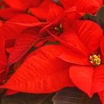 Ensure Pets' Safety Over the Holidays