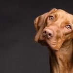 Vaccines Safe for Senior Dogs