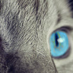 Spay Cat to Prevent Surprise Pregnancy, Uterine Infection and Mammary Cancer