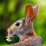 Canine Bladder Cancer Associated With Herbicides and Pesticides