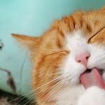 Ear-Tipped Cat Already Sterilized