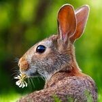 Celebrate Easter With Chocolate Bunny, Not Live One