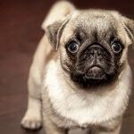 Sterilized Dogs Live Longer