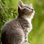 Cats With Extra Toes Nicknamed 'Hemingway Cats'