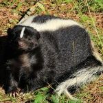 Skunk Remedies Safe for Puppy