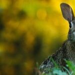 Leave Wild Baby Bunnies Alone