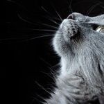 See Veterinarian for Pet's Red or Cloudy Eye