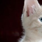 Pets Can Develop Compulsive Disorders