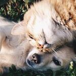 Punishment After Misbehavior Ineffective, Instills Fear in Dog
