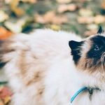 Pet Food Processed for Complete, Balanced Nutrition