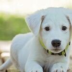 Puppy's Demodectic Mange Not Contagious