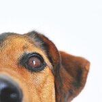 Common Disease in Senior Dogs Makes Breathing Difficult