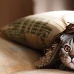 Veterinary Homeopathy Worse Than Ineffective