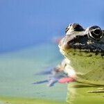 Toads Release Toxins That Harm Pets