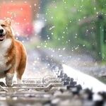 Fleas Transmit Plague Bacteria
