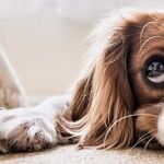 Keep Bread Dough Away From Dog