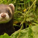 Protect Pet Ferrets From COVID-19