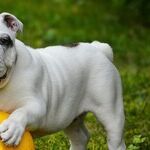 Flat-Faced Breeds Prone to Health Problems
