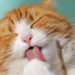 Three Reasons Not to Toilet Train Your Cat