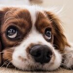 Hoarder Has Too Many Animals for Adequate Care