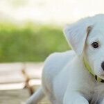 Xylitol Artificial Sweetener Toxic to Dogs