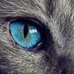 Treat Cat to Outdoor Adventure With Cat-Safe Enclosure