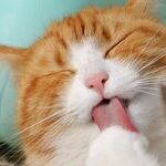 Many Ways to Help Calm Dog With Noise Phobia