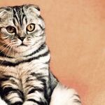 Feed Commercial Cat Food, Not Just Tuna