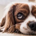 Excessive Drooling May Signal Medical Problem
