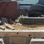 Dangerous to Transport Dog in Bed of Pickup Truck