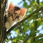 Even Indoor Cats Need Rabies Vaccination