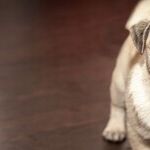 To Prevent Bites, Teach Children to Respect Dogs