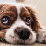 No Dog Breed Is Hypoallergenic