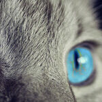 Prevent Cats From Using Potted Plants by Making Litter Boxes Appealing